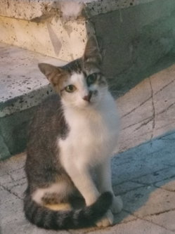 Aygül