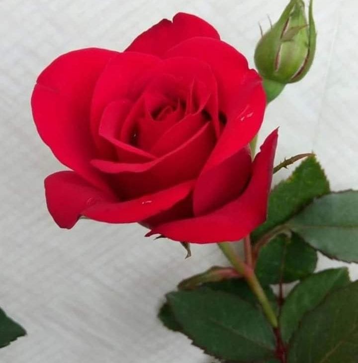 Fahriye