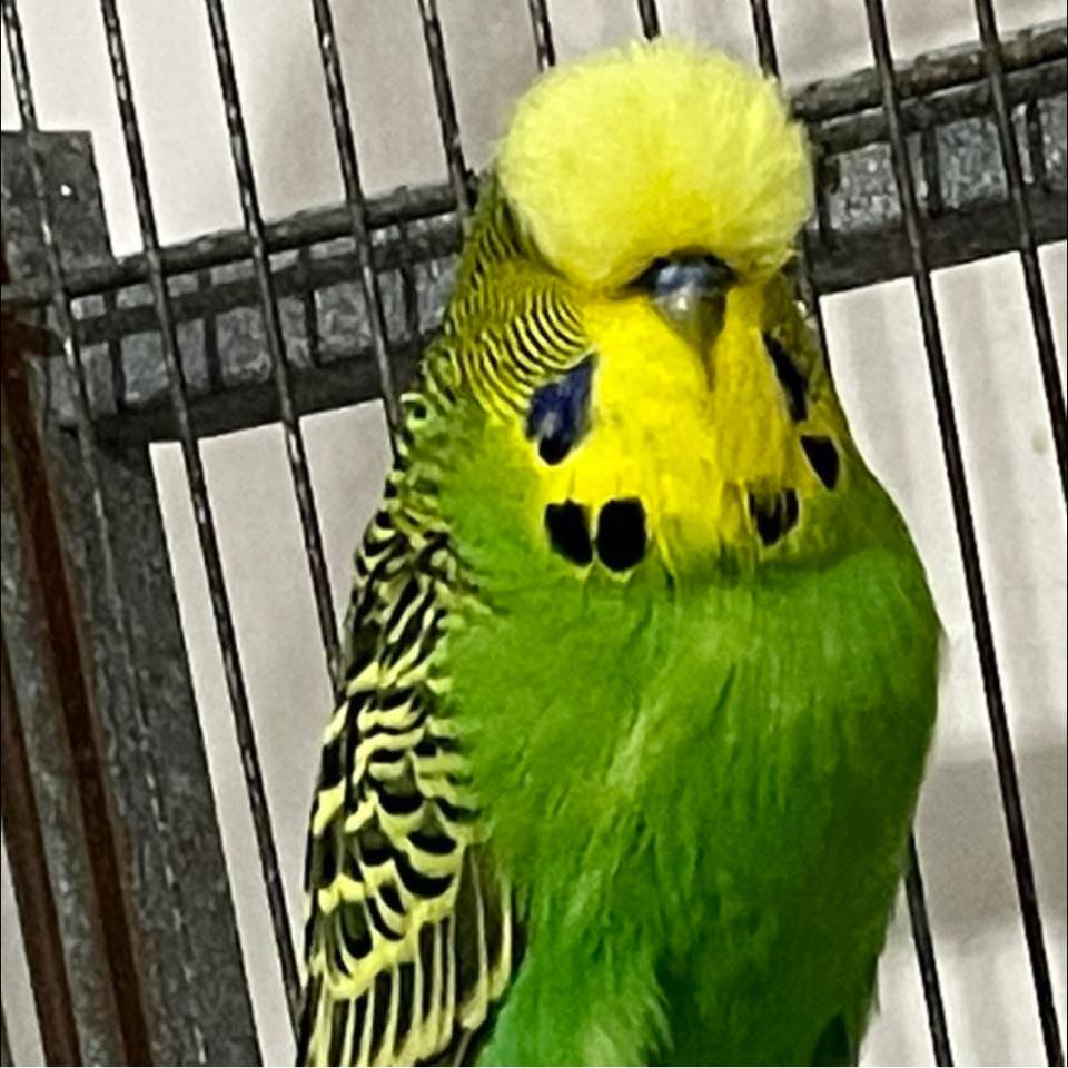 Serdar