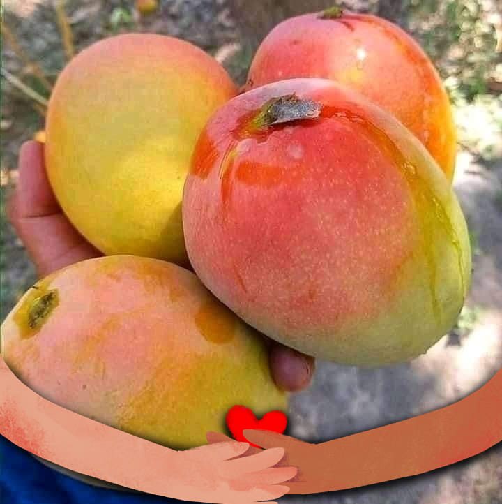 Jinarul