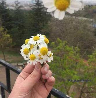 Ebru