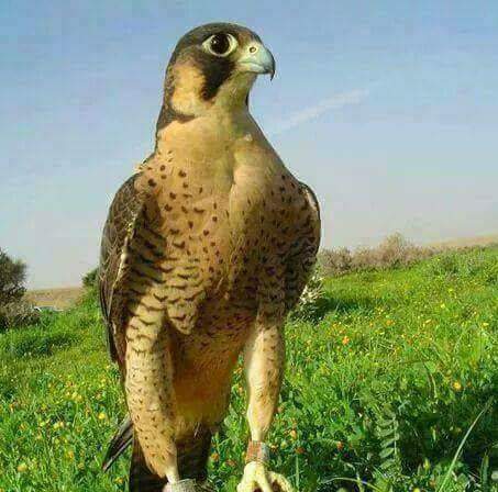 عبدالرحمن