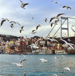 Yalçın