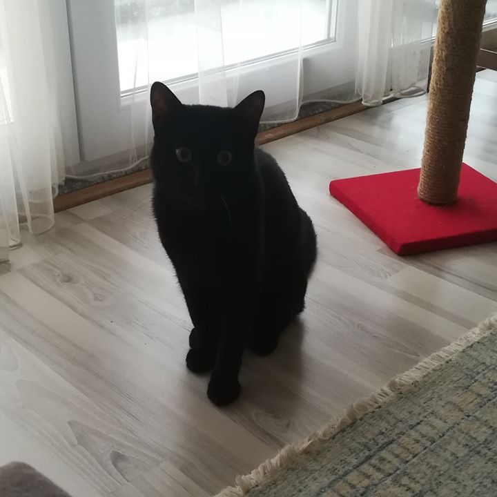 Dilek
