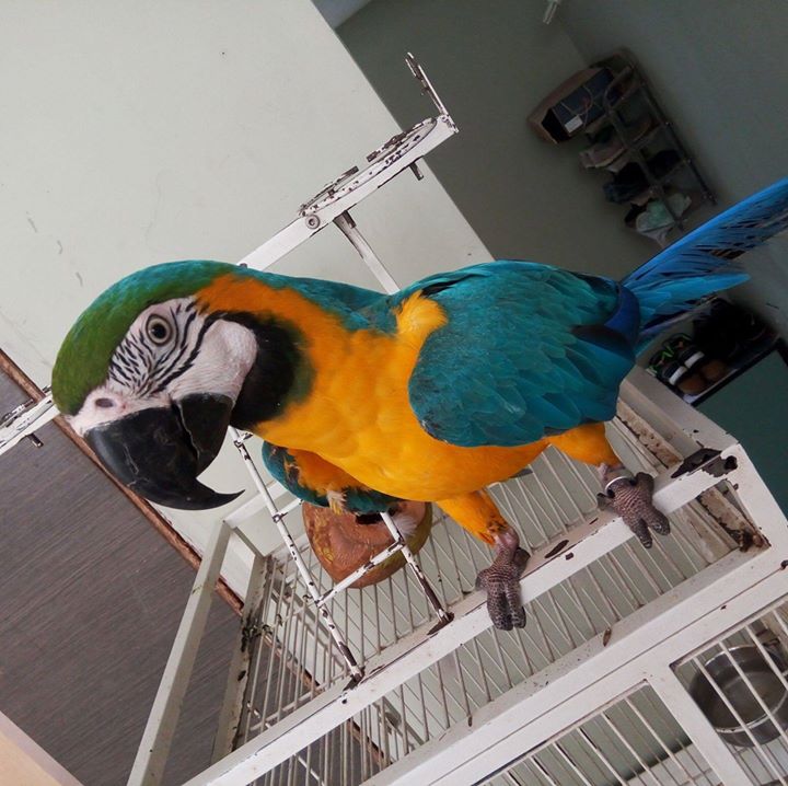 Soni