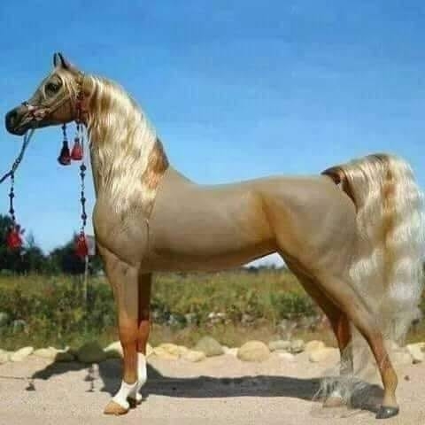 عابر
