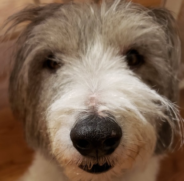 MrWhiskers