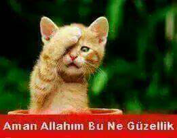 Mert