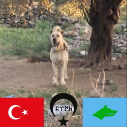 Tireli