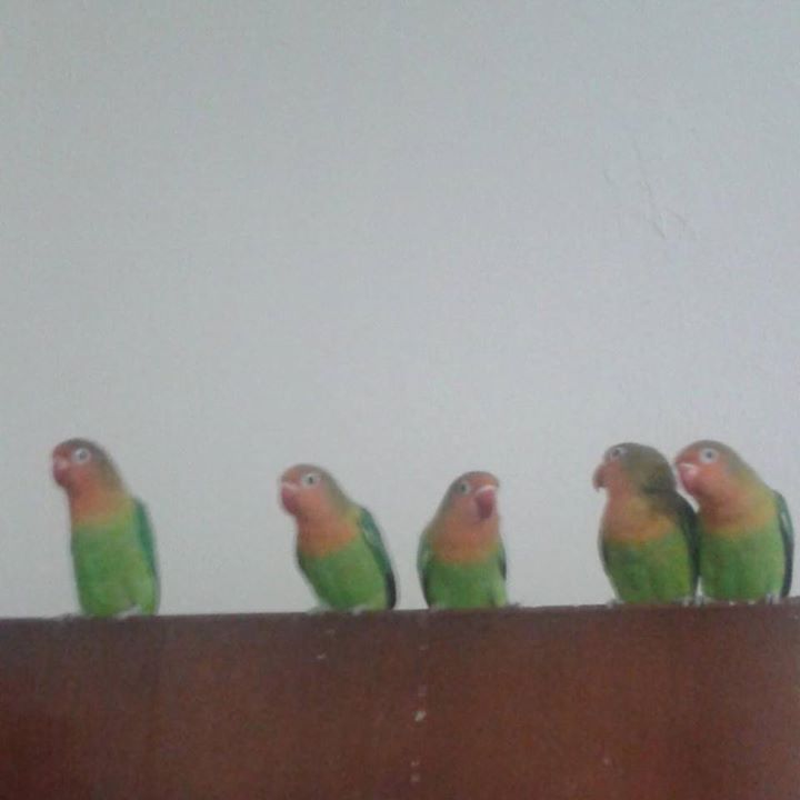 Papiş