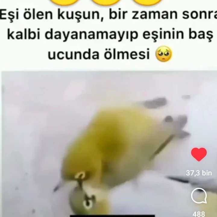 Alper