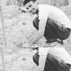Şahin