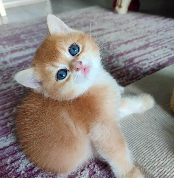 Ayşe