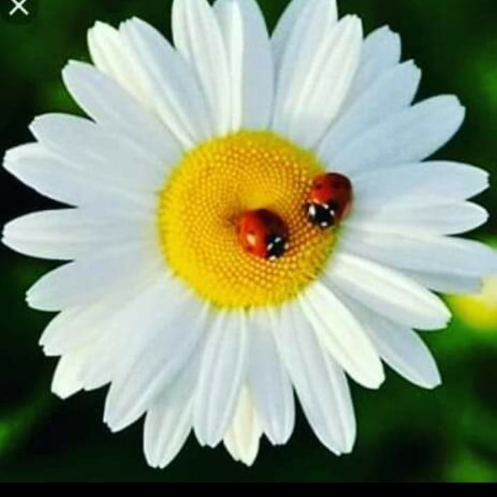 Hatice