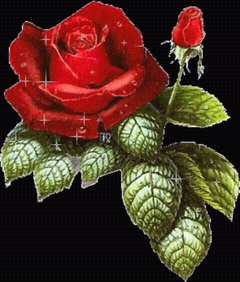 Ayse