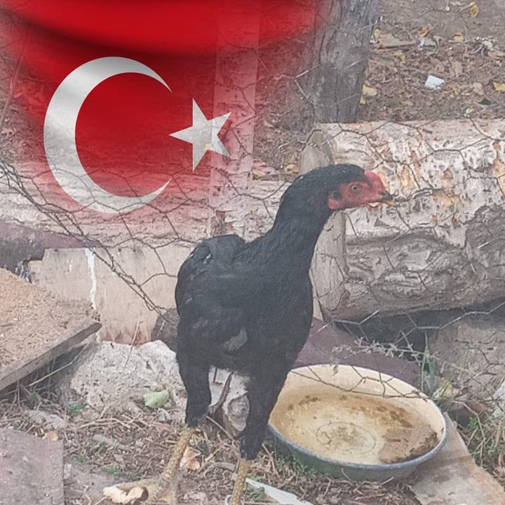 Muhammed
