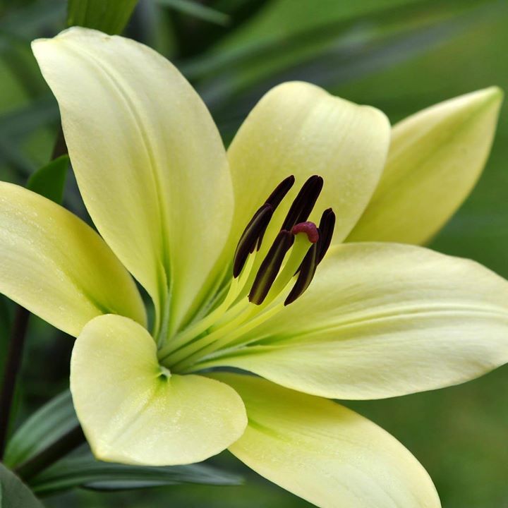 Shiv