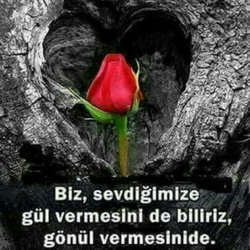 Baris