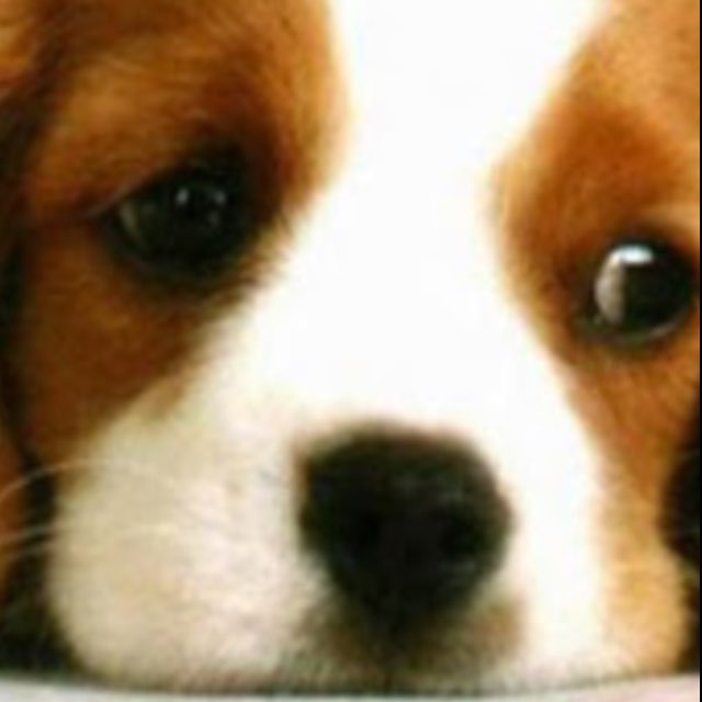 Sevda