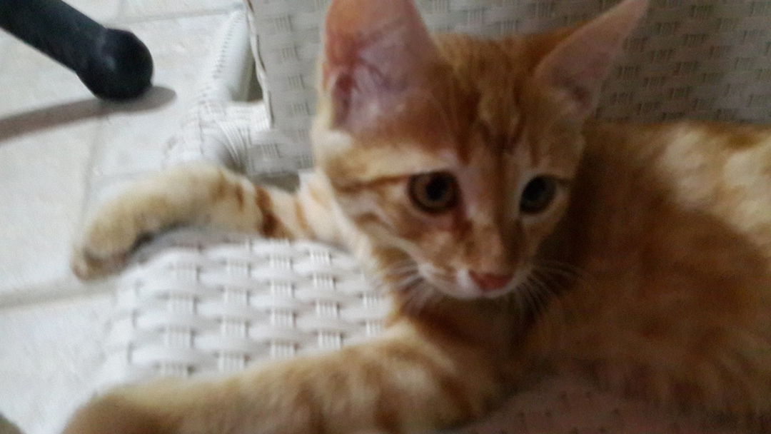 Pinar