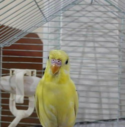 Adnan
