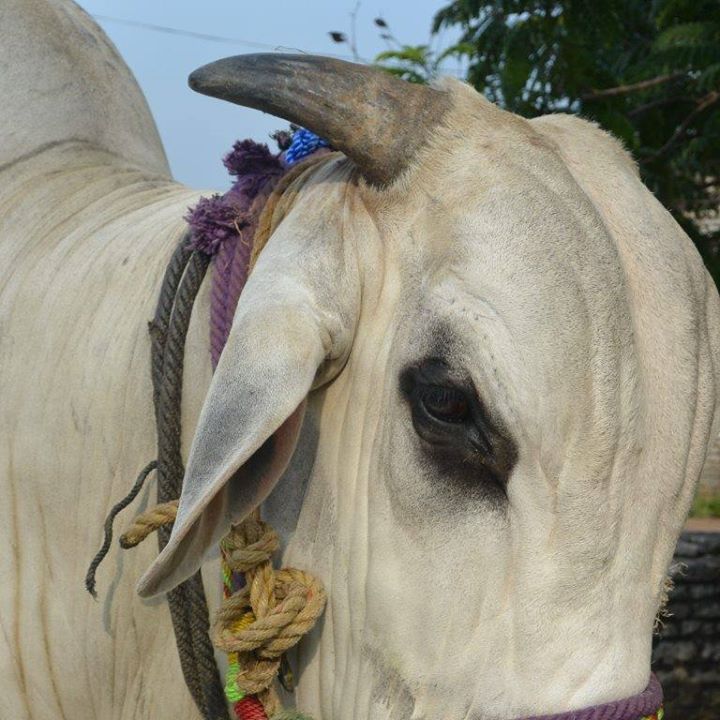 Jayavardhan