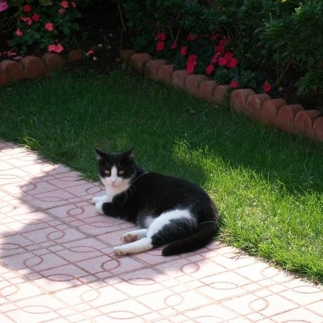 Ilkgül