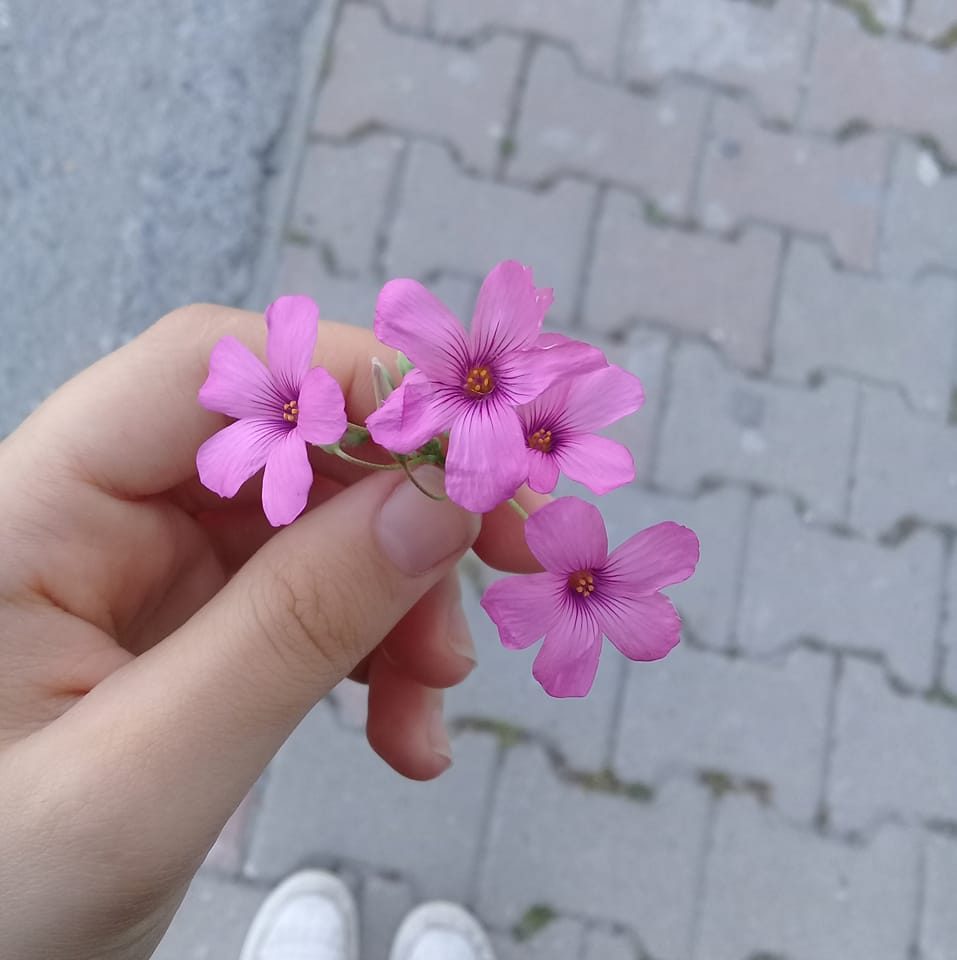 Çağla