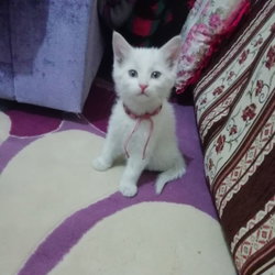 Tuğba
