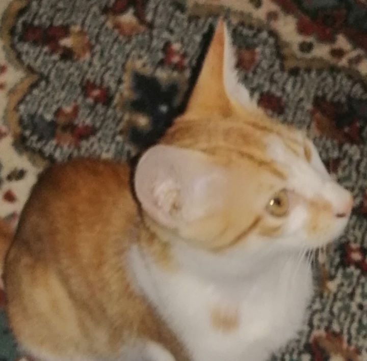 Hüseyin