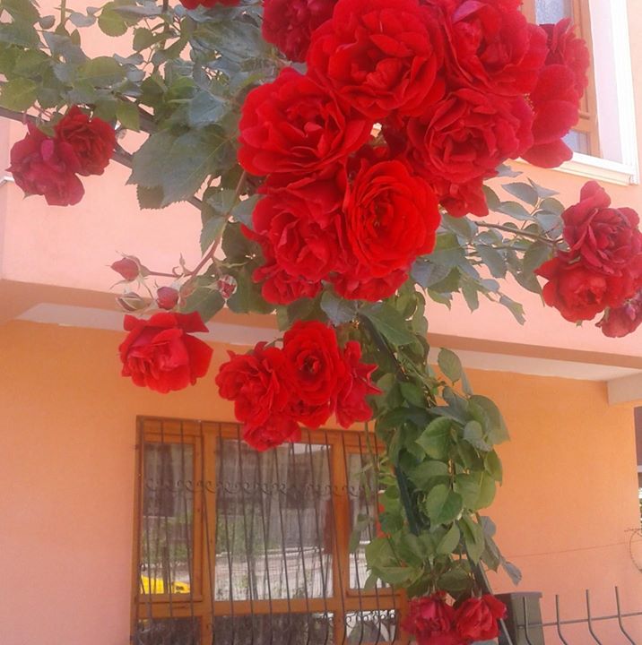 Sener
