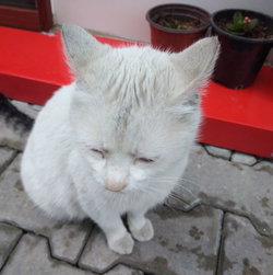 Melekismailsami