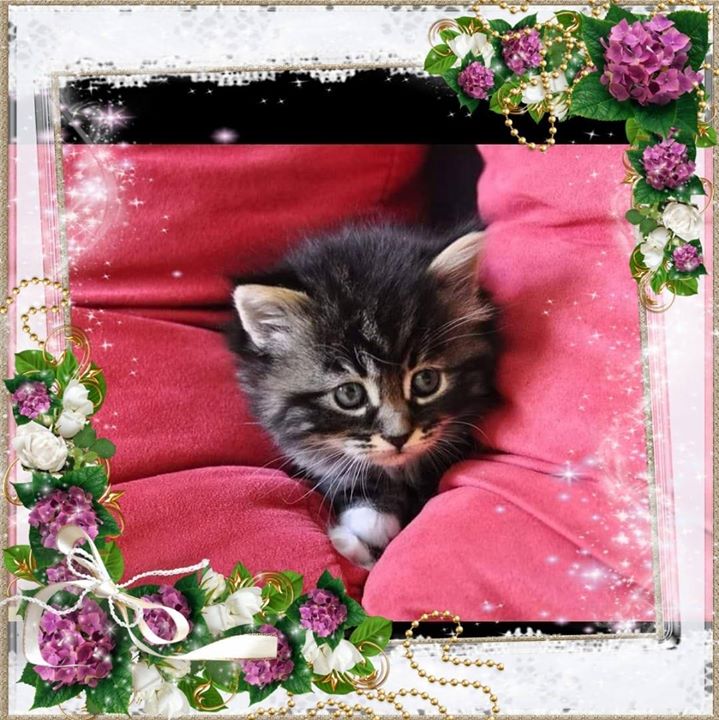 Sibel