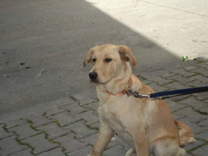 Burak