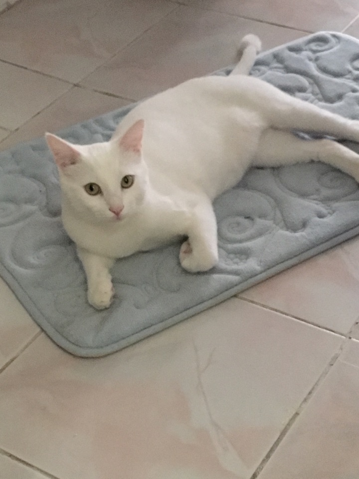Pınar