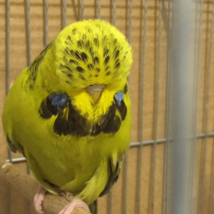Atilla