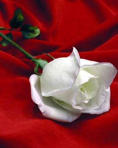 Orhan