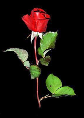 Burak