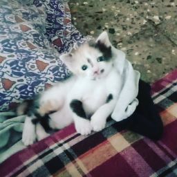 Sayyed