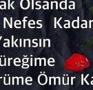 Sedat