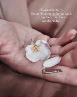 Ayşenur