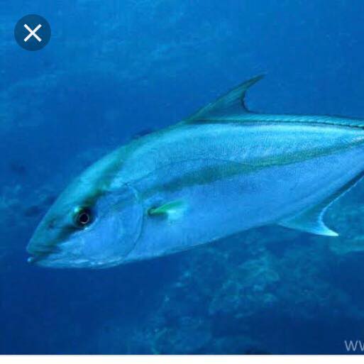 Hatay