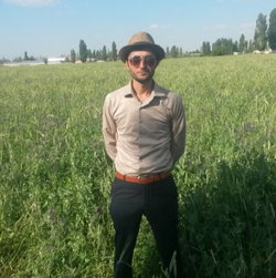 Enis
