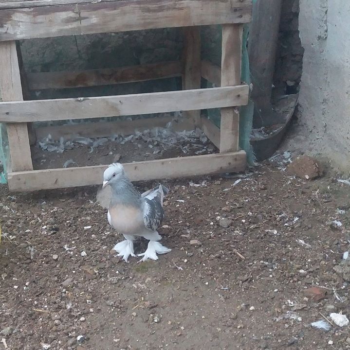 Yozgatlı