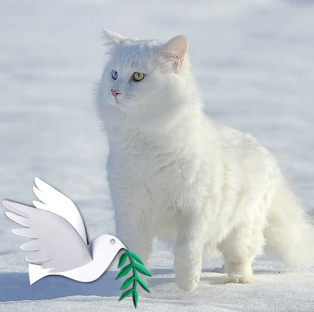 Yiğit