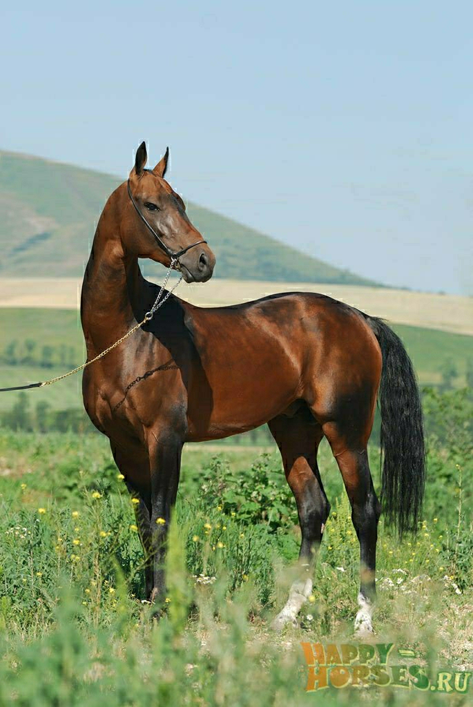 Минара