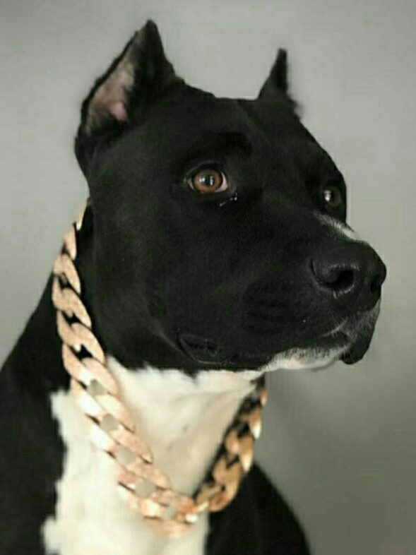 Znr
