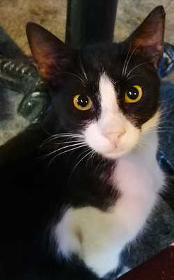 Özata