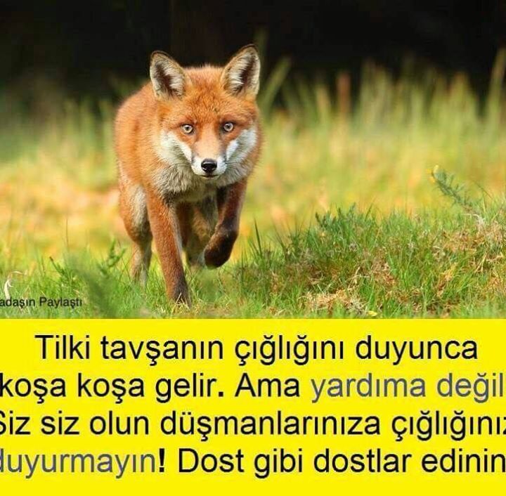 Ismail