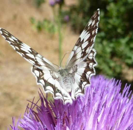 Çicek